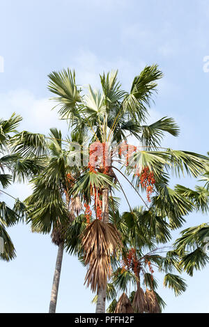 Siegellack Palme mit roten Früchten Stockfoto