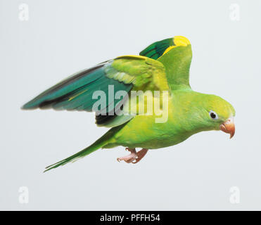 Canary-Winged Parakeet (Sperlingsvögel versicolurus) im Flug Stockfoto