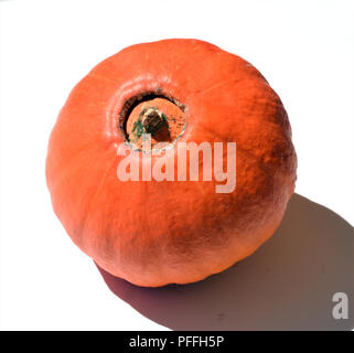 Hokkaidokuerbis, Cucurbita maxima convar. hubbardiana, Hokkaido Stockfoto