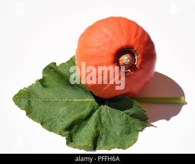 Hokkaidokuerbis, Cucurbita maxima convar. hubbardiana, Hokkaido Stockfoto