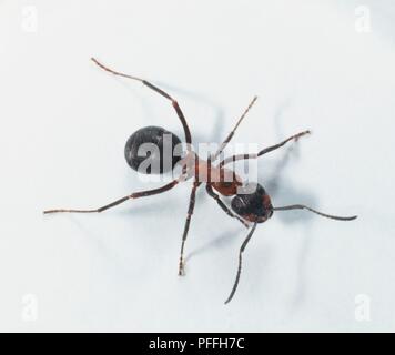 Waldameise (Formica rufa), Ansicht von oben Stockfoto