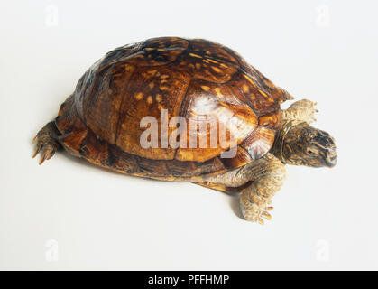 Gemeinsame Box Turtle (Terrapene Carolina major) Stockfoto