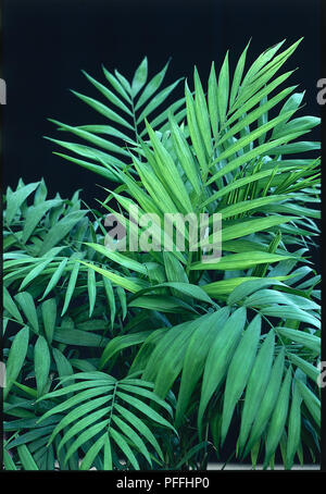 Nahaufnahme der Feder-geformte Blätter von vielen glänzenden Prospekten der immergrünen, schlanke Palm Chamaedorea elegans Syn. Neanthe Bella (Zwerg Berg Palm, Parlor Palm). Stockfoto