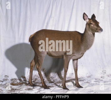 Weiblichen Rotwild oder Hind (Cervus elaphus), Seitenansicht Stockfoto