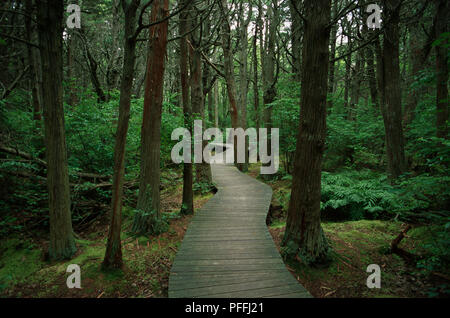 USA, Massachusetts, Atlantic White Cedar Sumpf Nature Trail, von dem ein Teil ein Holzsteg führt durch bewaldete Sumpfland. Stockfoto