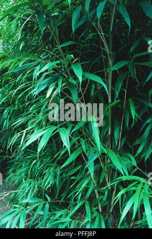 Detail von Pseudosasa japonica, Syn. Arundinaria japonica, Pfeil, Metake Bambus, ein immergrüner, Tramp-bildenden Bambus. Stockfoto