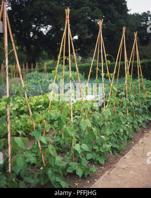 Phaseolus coccineus, Reihe von Runner Bean Pflanzen durch Stöcke im Garten wachsenden unterstützt. Stockfoto