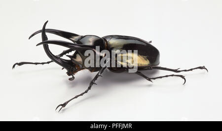 Nashorn Käfer, Chalscosoma Atlas, mit drei großen Hörner aus dem Kopf und einem grünen metallischen Glanz über die Flügel und Kopf, gewinkelt Vorderansicht. Stockfoto