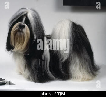 Ein Shih Tzu Hund mit langen weichen schwarzen und weißen Haare drapiert auf dem Boden stehend Stockfoto
