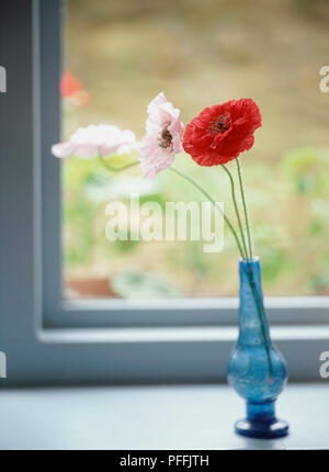 Rosa und rote Mohnblumen in blauem Glas Vase auf Fensterbänke, Garten durch das Fenster in den Hintergrund. Stockfoto