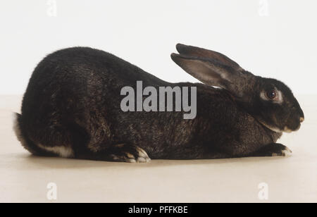 Schwarz Flämischen riesige Hasen (Leporidae) auf seiner Vorderseite liegt, Seitenansicht Stockfoto