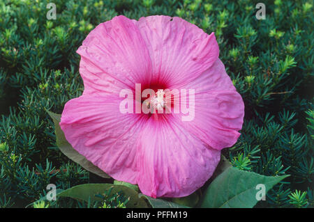 Violett-rosa Hibiskus Blume, voll entfaltet, Nahaufnahme, Ansicht von oben. Stockfoto
