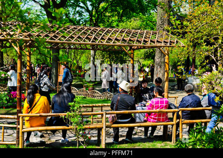 Zierpflanzen exotischen Gärten für Wohnen und Freizeit, Pavillions, Eingänge, saisonale Adjstments, Weite Bonzai colletion, Suzhou, Jiangsu, China Stockfoto