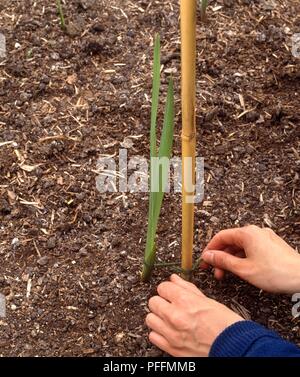 Mann binden junge Pflanze Stick im Boden zu Bambus Stockfoto