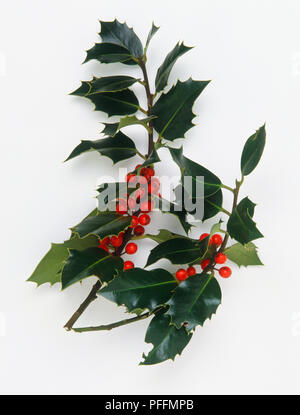 Ilex sp., zwei Stechpalmenzweige mit tiefgrünen Blättern und roten Beeren. Stockfoto