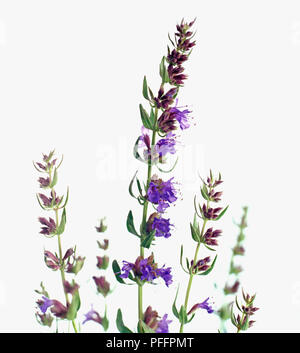 Ysop Hyssopus officinalis (Blau)), Spikes von kleinen röhrenförmigen Blüten und kleinen Lanzenförmige Blätter auf dünnen Stangen Stockfoto