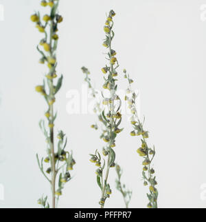 Artemisia Absinthium (Wermut), hohen Stängel von gelben Blumen, close-up Stockfoto