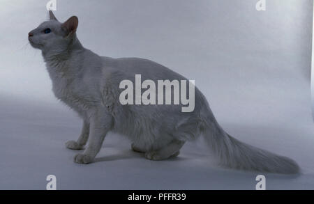 Blue-Eyed weiße Angorakatze mit langen, schlanken Hals und Beine, über zu springen. Stockfoto