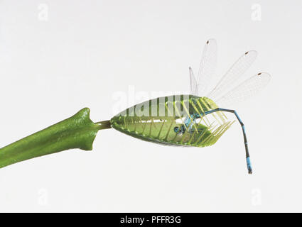Modell eines Damselfly (Zygoptera) Dionaea muscipula gefangen im Inneren, Venus Fliegenfalle Stockfoto