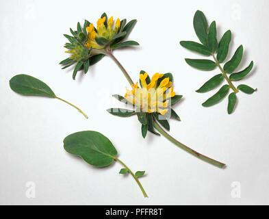 (Vulneraria wundklee Wundklee), Blätter und gelbe Blüten Stockfoto