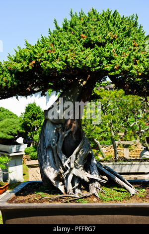 Zierpflanzen exotischen Gärten für Wohnen und Freizeit, Pavillions, Eingänge, saisonale Adjstments, Weite Bonzai colletion, Suzhou, Jiangsu, China Stockfoto