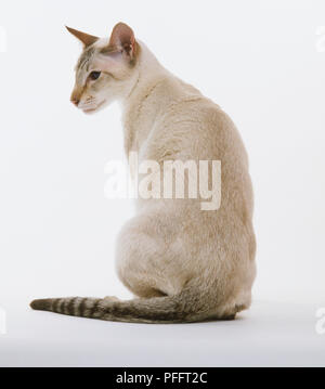 Tabby Point Siamesische Katze (Felis catus) auf die Seite Suchen, Ansicht von hinten Stockfoto