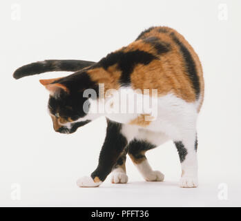 Braun, Schwarz und Weiß schildpatt Katze (Felis catus) drehen um, Vorderansicht Stockfoto