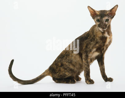 Braun schildpatt Orientalisch Kurzhaar Katze (Felis catus), Seitenansicht Stockfoto