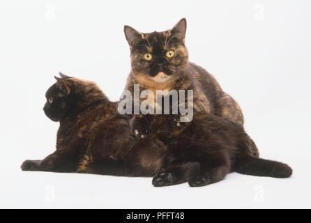 Braun schildpatt Britisch Kurzhaar Katze (Felis catus), die auf der Oberseite von einem zweiten Katze Stockfoto