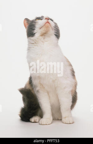 Schildpatt-weiße Katze (Felis catus) sitzen, bis der Suche, Ansicht von vorne Stockfoto