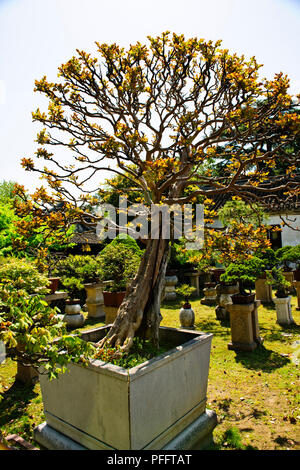 Zierpflanzen exotischen Gärten für Wohnen und Freizeit, Pavillions, Eingänge, saisonale Adjstments, Weite Bonzai colletion, Suzhou, Jiangsu, China Stockfoto