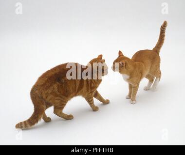 Zwei Ingwer Katzen stehen von Angesicht zu Angesicht Stockfoto