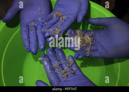 Pekanbaru, Indonesien. 20 Aug, 2018. Offiziere von der Quarantänestation Fisch Qualität und Sicherheit Überwachung (SKIPM) Pekanbaru, Provinz Riau, Indonesien, August 20, 2018, sah baby Hummer in Vietnam durch einen Gesamtpreis, der von Rp vereitelt wurde geschmuggelt werden. 30,375,000,000 von 202,500 baby Hummer. Credit: Hadley Valdi/Pacific Press/Alamy leben Nachrichten Stockfoto