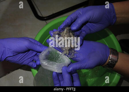 Pekanbaru, Indonesien. 20 Aug, 2018. Offiziere von der Quarantänestation Fisch Qualität und Sicherheit Überwachung (SKIPM) Pekanbaru, Provinz Riau, Indonesien, August 20, 2018, sah baby Hummer in Vietnam durch einen Gesamtpreis, der von Rp vereitelt wurde geschmuggelt werden. 30,375,000,000 von 202,500 baby Hummer. Credit: Hadley Valdi/Pacific Press/Alamy leben Nachrichten Stockfoto