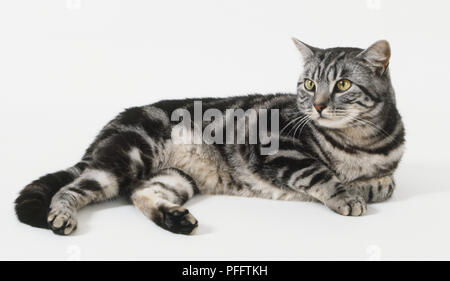 Britische silber tabby Katze liegend Stockfoto
