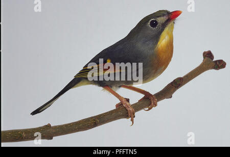 Pekin Robin - Seitenansicht Stockfoto