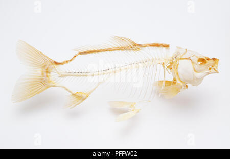 Fische Skelett - SEITENANSICHT Stockfoto