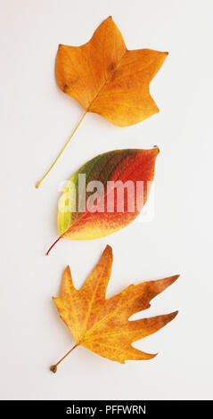 Orientalische PLATANE BLATT Stockfoto