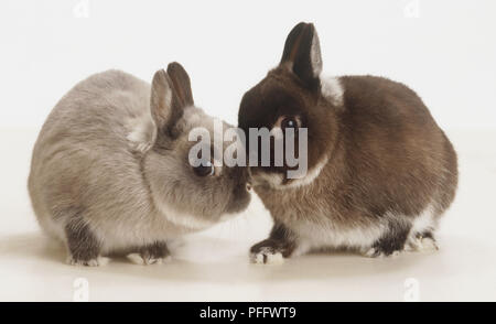 Zwei Niederlande Zwerg Kaninchen (Oryctolagus cuniculus) Rubbing Nasen, Seitenansicht Stockfoto