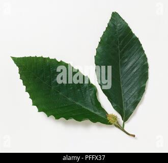 Blätter und Früchte von Fagus grandifolia (Amerikanische buche) Stockfoto