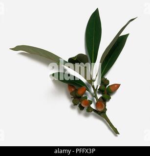 Lithocarpus edulis (Japanische Stein Eiche), Stengel mit Blättern und Eicheln Stockfoto