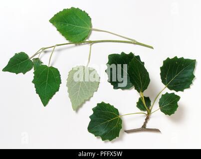 Populus x Canescens (Grau pappel), Stengel mit Blättern, close-up Stockfoto