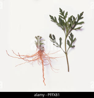 Wurzeln und Blätter von Ambrosia artemisiifolia (Gemeinsame ragweed), close-up Stockfoto