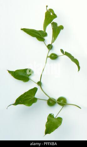 Tamus communis (Black bryony), Blätter und unreife grüne Beeren auf Stammzellen, close-up Stockfoto