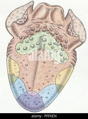 Zunge, und verschiedenen papilla Gebieten; vallate, fungiform und Filiform. Zeigt auch die vier Bereiche der süße Geschmack, Salz, sauer und bitter. Stockfoto