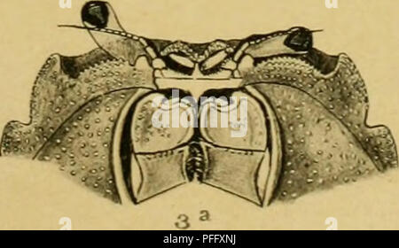 . Die decapoda Brachyura des Siboga Expedition. Siboga Expedition; Krebse (Crustacea, Decapoda); wissenschaftliche Expeditionen. . Bitte beachten Sie, dass diese Bilder sind von der gescannten Seite Bilder, die digital für die Lesbarkeit verbessert haben mögen - Färbung und Aussehen dieser Abbildungen können nicht perfekt dem Original ähneln. extrahiert. Tesch, Johan Jakob, 1877; Leene, Jentina Jentina E. (Emma); Flipse, H. J; Siboga Expedition (1899-1900). Leiden, E.J. Brill Stockfoto