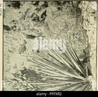 . Das Death Valley Expedition. Eine biologische Untersuchung der Teile von Kalifornien, Nevada, Arizona und Utah. Zoologie; Botanik; Natural History. . Bitte beachten Sie, dass diese Bilder sind von der gescannten Seite Bilder, die digital für die Lesbarkeit verbessert haben mögen - Färbung und Aussehen dieser Abbildungen können nicht perfekt dem Original ähneln. extrahiert. Fisher, A.K. (Albert Kenrick), 1856-1948; Stejneger, Leonhard, 1851-1943; Gilbert, Charles Henry, 1859-1928; Riley, Karl V. (Charles Valentine), 1843-1895; Stearns, Robert E.C. (Robert Edwards Carter), 1827-1909; Merriam, C. Hart (Clint Stockfoto