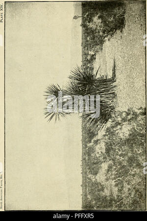 . Das Death Valley Expedition. Eine biologische Untersuchung der Teile von Kalifornien, Nevada, Arizona und Utah. Zoologie; Botanik; Natural History. . Bitte beachten Sie, dass diese Bilder sind von der gescannten Seite Bilder, die digital für die Lesbarkeit verbessert haben mögen - Färbung und Aussehen dieser Abbildungen können nicht perfekt dem Original ähneln. extrahiert. Fisher, A.K. (Albert Kenrick), 1856-1948; Stejneger, Leonhard, 1851-1943; Gilbert, Charles Henry, 1859-1928; Riley, Karl V. (Charles Valentine), 1843-1895; Stearns, Robert E.C. (Robert Edwards Carter), 1827-1909; Merriam, C. Hart (Clint Stockfoto