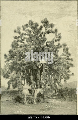 . Das Death Valley Expedition. Eine biologische Untersuchung der Teile von Kalifornien, Nevada, Arizona und Utah. Zoologie; Botanik; Natural History. Nordamerikanische Fauna, Nr. 7. Platte XIII. YUCCA ARBORESCENS. Mohave Wüste, Kalifornien. Bitte beachten Sie, dass diese Bilder sind von der gescannten Seite Bilder, die digital für die Lesbarkeit verbessert haben mögen - Färbung und Aussehen dieser Abbildungen können nicht perfekt dem Original ähneln. extrahiert. Fisher, A.K. (Albert Kenrick), 1856-1948; Stejneger, Leonhard, 1851-1943; Gilbert, Charles Henry, 1859-1928; Riley, Karl V. (Charles Valentine), 1843 - Stockfoto