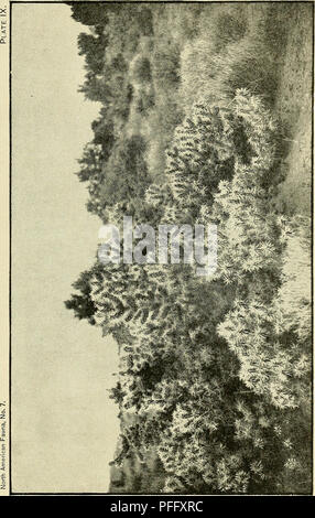 . Das Death Valley Expedition. Eine biologische Untersuchung der Teile von Kalifornien, Nevada, Arizona und Utah. Zoologie; Botanik; Natural History. . Bitte beachten Sie, dass diese Bilder sind von der gescannten Seite Bilder, die digital für die Lesbarkeit verbessert haben mögen - Färbung und Aussehen dieser Abbildungen können nicht perfekt dem Original ähneln. extrahiert. Fisher, A.K. (Albert Kenrick), 1856-1948; Stejneger, Leonhard, 1851-1943; Gilbert, Charles Henry, 1859-1928; Riley, Karl V. (Charles Valentine), 1843-1895; Stearns, Robert E.C. (Robert Edwards Carter), 1827-1909; Merriam, C. Hart (Clint Stockfoto